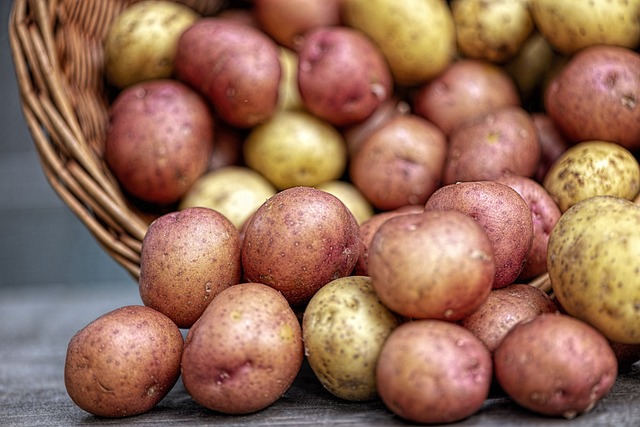 úroda zemiakov